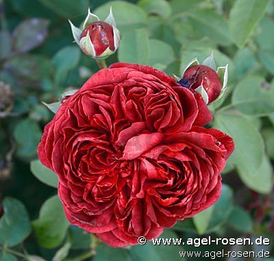 Rose ‘AUSromeo‘ (2-Liter Biotopf)