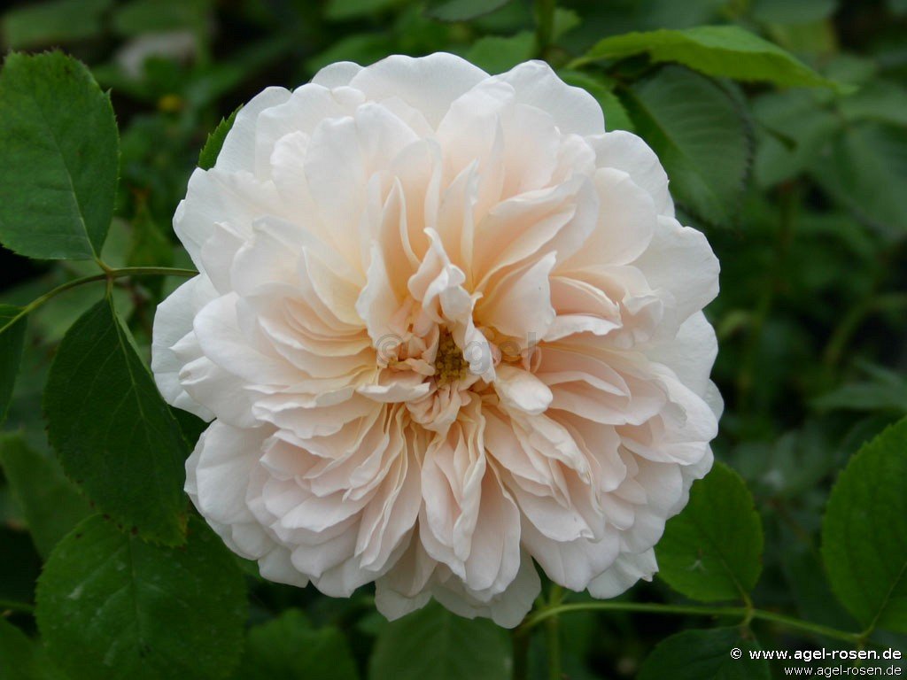 Rose ‘AUSrover‘ (3-Liter Topf)