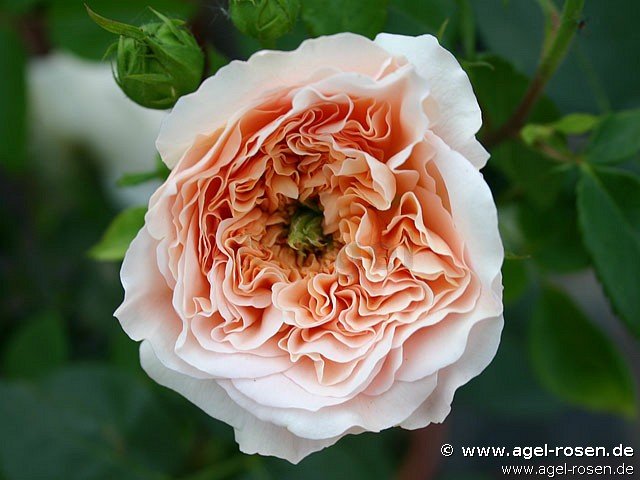 Rose ‘AUSsaucer‘ (Halbstamm (~65cm), wurzelnackt)
