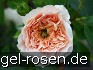 AUSsaucer Old English Rose kaufen