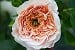 AUSsaucer Old English Rose