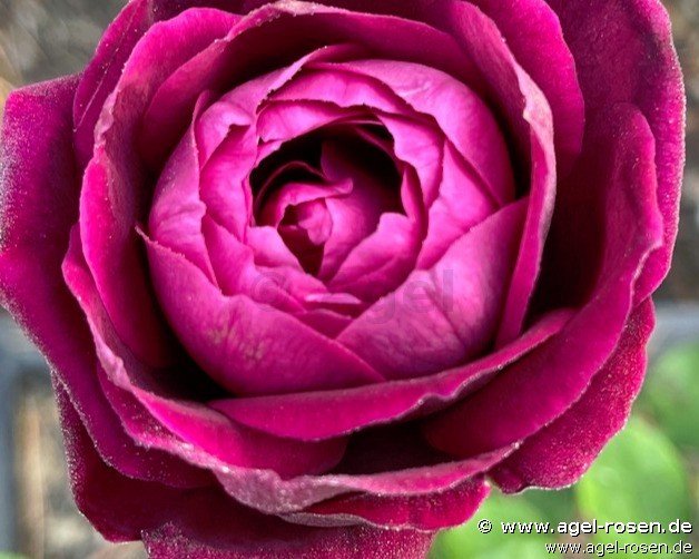 Rose ‘AUSvelvet‘ (wurzelnackte Rose)