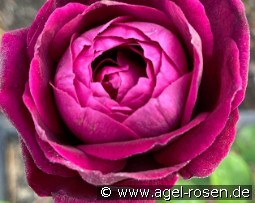 AUSvelvet Old English Rose
