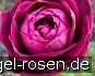 AUSvelvet Old English Rose kaufen