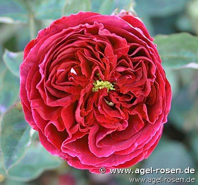 Rose ‘AUSverse‘ (wurzelnackte Rose)