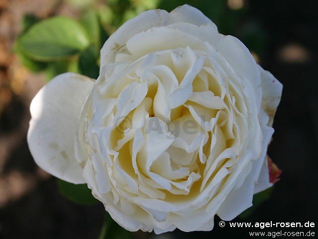 Rose ‘AUSwebb‘ (wurzelnackte Rose)