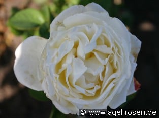 AUSwebb Old English Rose