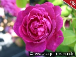 AUSwine syn Chianti Old English Rose