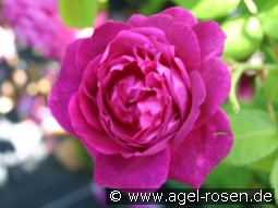 AUSwine syn Chianti Old English Rose
