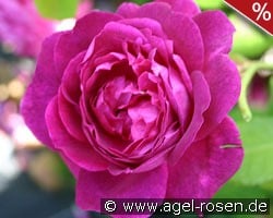 AUSwine syn Chianti Old English Rose kaufen, clicken für mehr Details AUSwine syn Chianti Old English Rose