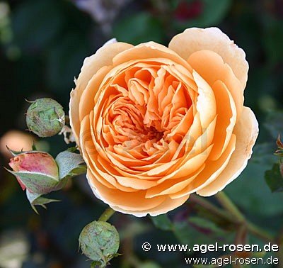 Rose ‘AUSwinter‘ (5-Liter Topf)