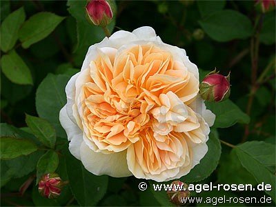 Rose ‘Ausbaker‘ (wurzelnackte Rose)