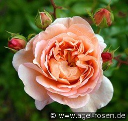 Auscot