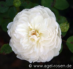 Auslevel Old English Rose
