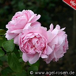 Ausmary