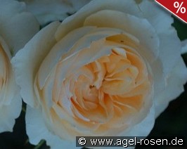 Ausperd