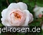 Ausquest Old English Rose  kaufen
