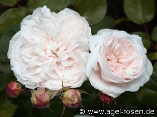Ausreef Old English Rose