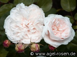 Ausreef Old English Rose