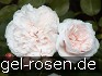 Ausreef Old English Rose kaufen