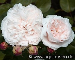 Ausreef Old English Rose kaufen, clicken für mehr Details Ausreef Old English Rose
