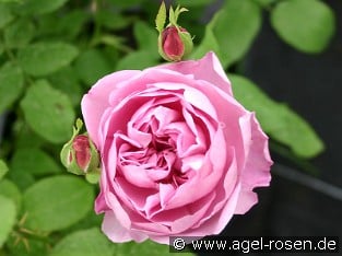 Ausren Old English Rose