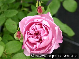 Ausren Old English Rose