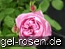 Ausren Old English Rose kaufen