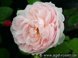 Ausvariety Old English Rose