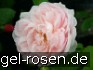 Ausvariety Old English Rose kaufen