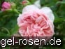 Auswill Old English Rose kaufen