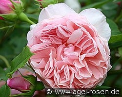 Auswill Old English Rose kaufen, clicken für mehr Details Auswill Old English Rose