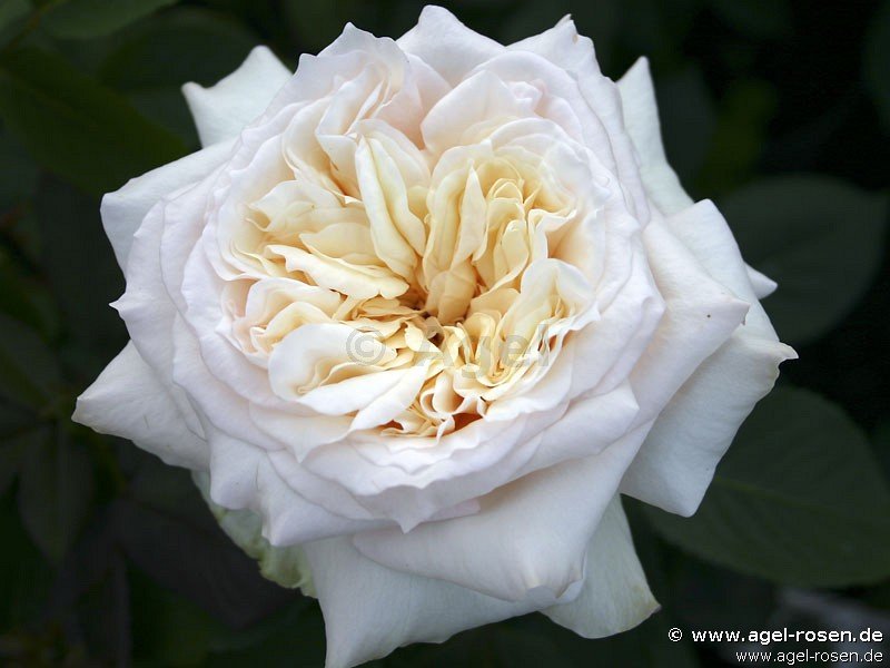 Rose ‘Bad Homburg‘ (5-Liter Topf)