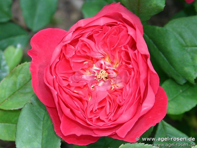 Rose ‘Benten‘ (wurzelnackte Rose)