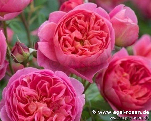 Rose ‘Boscobel‘ (wurzelnackte Rose)