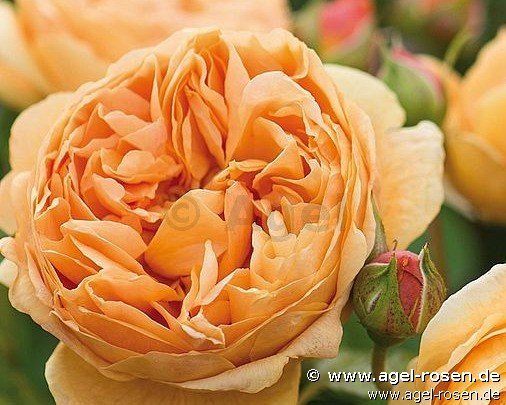 Rose ‘Carolyn Knight ‘ (wurzelnackte Rose)