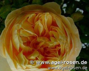 Rose ‘Charles Darwin‘ (wurzelnackte Rose)