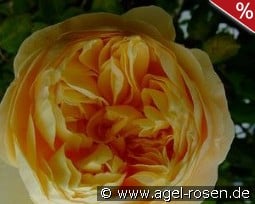 Charles Darwin kaufen, clicken für mehr Details Charles Darwin