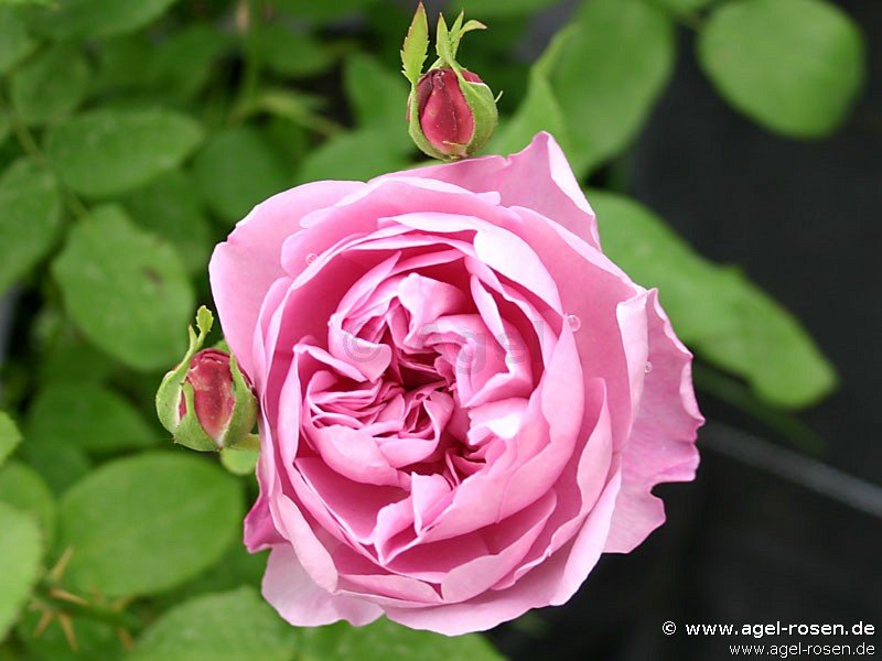 Rose ‘Charles R. Mackintosh‘ (2-Liter Biotopf)