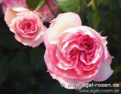 Rose ‘Christian Schultheis‘ (wurzelnackte Rose)