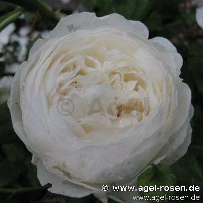 Rose ‘Claire Austin‘ (wurzelnackte Rose)