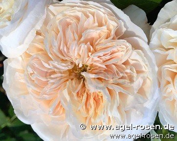 Rose ‘Clara Schumann‘ (wurzelnackte Rose)