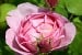 Constance Spry Old English Rose