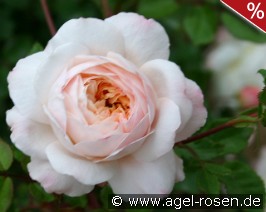 Crocus Rose