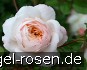 Crocus Rose kaufen