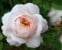 Crocus Rose
