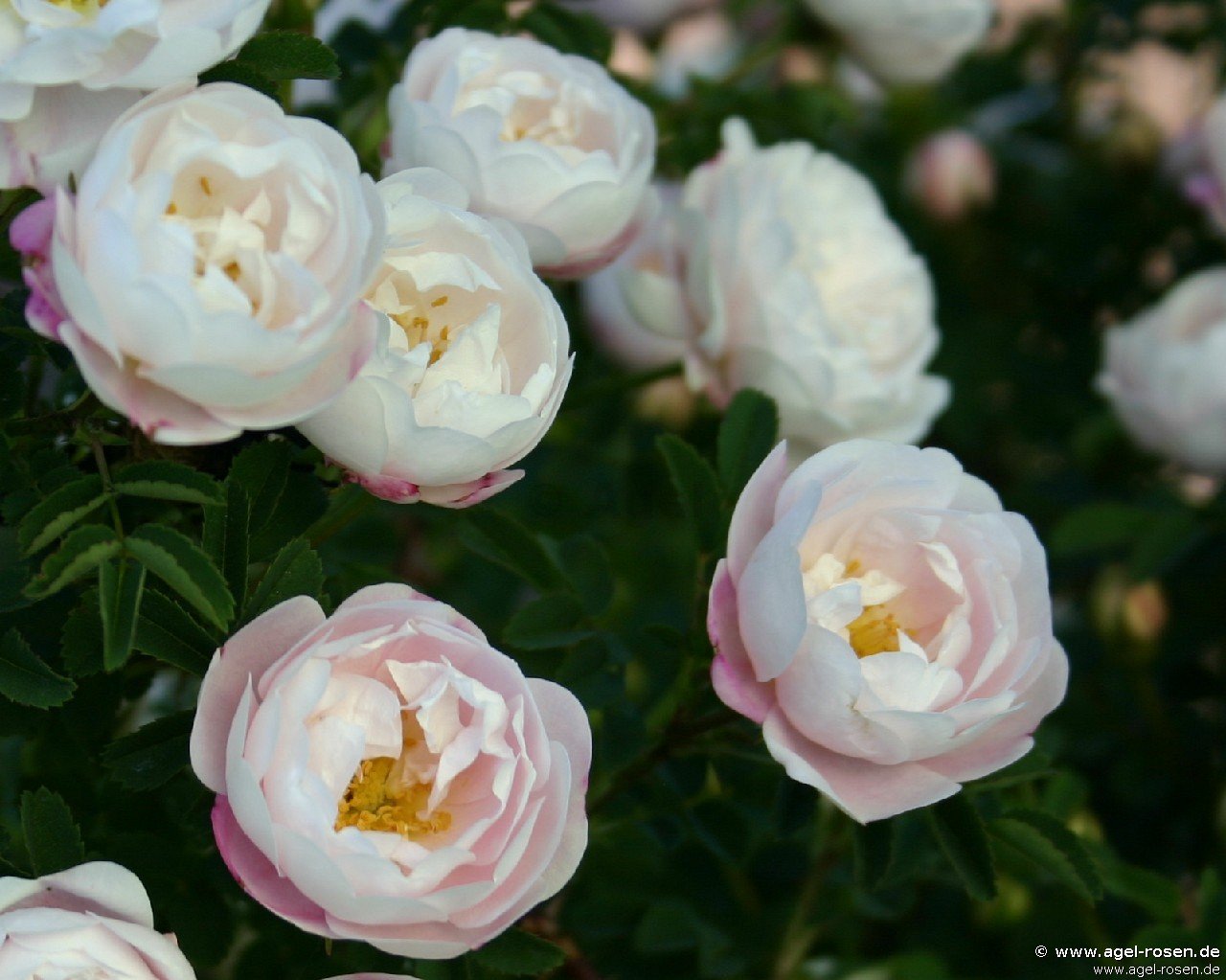 Rose ‘Desdemona‘ (wurzelnackte Rose)