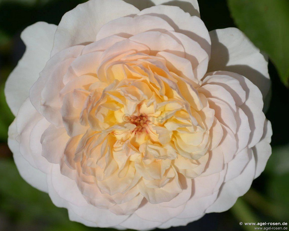 Rose ‘Emily Brontë‘ (wurzelnackte Rose)