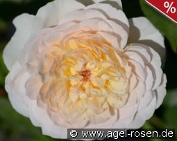 Emily Brontë kaufen, clicken für mehr Details Emily Brontë