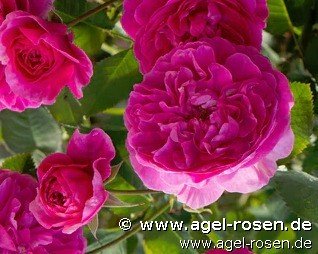 Rose ‘Englands Rose‘ (wurzelnackte Rose)